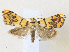  ( - CCDB-39051-B04)  @11 [ ] CreativeCommons - Attribution Share - Alike (2024) CBG Photography Group Centre for Biodiversity Genomics