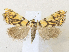  ( - CCDB-39051-B05)  @11 [ ] CreativeCommons - Attribution Share - Alike (2024) CBG Photography Group Centre for Biodiversity Genomics