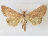  ( - CCDB-39051-F04)  @11 [ ] CreativeCommons - Attribution Share - Alike (2024) CBG Photography Group Centre for Biodiversity Genomics