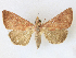  ( - CCDB-39051-F08)  @11 [ ] CreativeCommons - Attribution Share - Alike (2024) CBG Photography Group Centre for Biodiversity Genomics