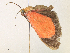 (Eutrepsia phanerischyne - CCDB-39051-H06)  @11 [ ] CreativeCommons - Attribution Share - Alike (2024) CBG Photography Group Centre for Biodiversity Genomics