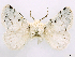  ( - CCDB-39053-E03)  @11 [ ] CreativeCommons - Attribution Share Alike (2024) CBG Photography Group Centre for Biodiversity Genomics