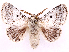  ( - CCDB-39053-E09)  @11 [ ] CreativeCommons - Attribution Share Alike (2024) CBG Photography Group Centre for Biodiversity Genomics