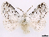  ( - CCDB-39053-E11)  @11 [ ] CreativeCommons - Attribution Share Alike (2024) CBG Photography Group Centre for Biodiversity Genomics