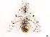  ( - CCDB-39053-F12)  @11 [ ] CreativeCommons - Attribution Share Alike (2024) CBG Photography Group Centre for Biodiversity Genomics