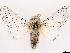  ( - CCDB-39053-G01)  @11 [ ] CreativeCommons - Attribution Share Alike (2024) CBG Photography Group Centre for Biodiversity Genomics