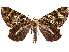  ( - CCDB-39053-H03)  @11 [ ] CreativeCommons - Attribution Share Alike (2024) CBG Photography Group Centre for Biodiversity Genomics
