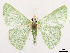  ( - CCDB-39054-A11)  @11 [ ] CreativeCommons - Attribution (2024) CBG Photography Group Centre for Biodiversity Genomics