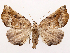  ( - CCDB-39054-C03)  @11 [ ] CreativeCommons - Attribution (2024) CBG Photography Group Centre for Biodiversity Genomics