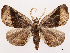  ( - CCDB-39054-C05)  @11 [ ] CreativeCommons - Attribution (2024) CBG Photography Group Centre for Biodiversity Genomics