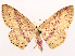  (Cyclophora annularis - CCDB-39054-E05)  @11 [ ] CreativeCommons - Attribution (2024) CBG Photography Group Centre for Biodiversity Genomics