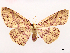  ( - CCDB-39054-E06)  @11 [ ] CreativeCommons - Attribution (2024) CBG Photography Group Centre for Biodiversity Genomics