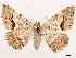  ( - CCDB-39054-F05)  @11 [ ] CreativeCommons - Attribution (2024) CBG Photography Group Centre for Biodiversity Genomics