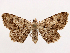  (Digrammia cyda - CCDB-39054-F06)  @11 [ ] CreativeCommons - Attribution (2024) CBG Photography Group Centre for Biodiversity Genomics