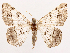  (Digrammia heliothidata - CCDB-39054-F07)  @11 [ ] CreativeCommons - Attribution (2024) CBG Photography Group Centre for Biodiversity Genomics