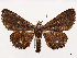  ( - CCDB-39054-H10)  @11 [ ] CreativeCommons - Attribution (2024) CBG Photography Group Centre for Biodiversity Genomics