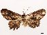  ( - CCDB-39054-H11)  @11 [ ] CreativeCommons - Attribution (2024) CBG Photography Group Centre for Biodiversity Genomics