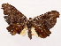  ( - CCDB-39055-C02)  @11 [ ] CreativeCommons - Attribution (2024) CBG Photography Group Centre for Biodiversity Genomics
