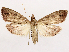  ( - CCDB-39055-D03)  @11 [ ] CreativeCommons - Attribution (2024) CBG Photography Group Centre for Biodiversity Genomics