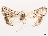  (Catabenoides seorsa - CCDB-39055-D11)  @11 [ ] CreativeCommons - Attribution (2024) CBG Photography Group Centre for Biodiversity Genomics
