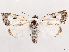  (Monodes - CCDB-39055-D12)  @11 [ ] CreativeCommons - Attribution (2024) CBG Photography Group Centre for Biodiversity Genomics
