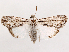  (Catabenoides divisa - CCDB-39055-E03)  @11 [ ] CreativeCommons - Attribution (2024) CBG Photography Group Centre for Biodiversity Genomics