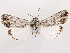  ( - CCDB-39055-E06)  @11 [ ] CreativeCommons - Attribution (2024) CBG Photography Group Centre for Biodiversity Genomics