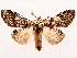  ( - CCDB-39055-E11)  @11 [ ] CreativeCommons - Attribution (2024) CBG Photography Group Centre for Biodiversity Genomics