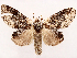  ( - CCDB-39055-E12)  @11 [ ] CreativeCommons - Attribution (2024) CBG Photography Group Centre for Biodiversity Genomics