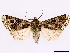  ( - CCDB-39056-D04)  @11 [ ] CreativeCommons - Attribution Share-Alike (2024) CBG Photography Group Centre for Biodiversity Genomics