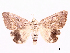  ( - CCDB-39056-E01)  @11 [ ] CreativeCommons - Attribution Share-Alike (2024) CBG Photography Group Centre for Biodiversity Genomics