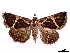  (Fodina johnstoni - CCDB-39056-E02)  @11 [ ] CreativeCommons - Attribution Share-Alike (2024) CBG Photography Group Centre for Biodiversity Genomics