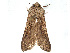  ( - CCDB-39057-A06)  @11 [ ] CreativeCommons - Attribution Share Alike (2024) CBG Photography Group Centre for Biodiversity Genomics