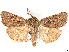  ( - CCDB-39057-A07)  @11 [ ] CreativeCommons - Attribution Share Alike (2024) CBG Photography Group Centre for Biodiversity Genomics