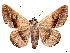  (Epidromia valida - CCDB-39057-D09)  @11 [ ] CreativeCommons - Attribution Share Alike (2024) CBG Photography Group Centre for Biodiversity Genomics