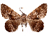  ( - CCDB-39057-D10)  @11 [ ] CreativeCommons - Attribution Share Alike (2024) CBG Photography Group Centre for Biodiversity Genomics