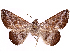  ( - CCDB-39057-E08)  @11 [ ] CreativeCommons - Attribution Share Alike (2024) CBG Photography Group Centre for Biodiversity Genomics