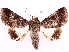  (Pandesma anysa - CCDB-39057-G06)  @11 [ ] CreativeCommons - Attribution Share Alike (2024) CBG Photography Group Centre for Biodiversity Genomics