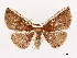  ( - CCDB-39058-B01)  @11 [ ] CreativeCommons - Attribution Share-Alike (2024) CBG Photography Group Centre for Biodiversity Genomics