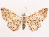  ( - CCDB-39058-B02)  @11 [ ] CreativeCommons - Attribution Share-Alike (2024) CBG Photography Group Centre for Biodiversity Genomics