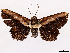  ( - CCDB-39058-C04)  @11 [ ] CreativeCommons - Attribution Share-Alike (2024) CBG Photography Group Centre for Biodiversity Genomics