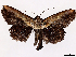  ( - CCDB-39058-C05)  @11 [ ] CreativeCommons - Attribution Share-Alike (2024) CBG Photography Group Centre for Biodiversity Genomics