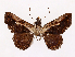  ( - CCDB-39058-C06)  @11 [ ] CreativeCommons - Attribution Share-Alike (2024) CBG Photography Group Centre for Biodiversity Genomics