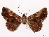  ( - CCDB-39058-C07)  @11 [ ] CreativeCommons - Attribution Share-Alike (2024) CBG Photography Group Centre for Biodiversity Genomics