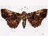  (Selenisa portoricensis - CCDB-39058-C08)  @11 [ ] CreativeCommons - Attribution Share-Alike (2024) CBG Photography Group Centre for Biodiversity Genomics