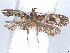  ( - CCDB-39059-C10)  @11 [ ] CreativeCommons - Attribution (2024) CBG Photography Group Centre for Biodiversity Genomics