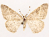  (Protitame cervula - CCDB-39059-F08)  @11 [ ] CreativeCommons - Attribution (2024) CBG Photography Group Centre for Biodiversity Genomics