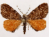  ( - CCDB-39059-G09)  @11 [ ] CreativeCommons - Attribution (2024) CBG Photography Group Centre for Biodiversity Genomics