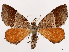  ( - CCDB-39059-G10)  @11 [ ] CreativeCommons - Attribution (2024) CBG Photography Group Centre for Biodiversity Genomics