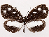  ( - CCDB-39059-H03)  @11 [ ] CreativeCommons - Attribution (2024) CBG Photography Group Centre for Biodiversity Genomics